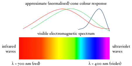 cone colour response