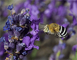 blue-banded bee