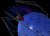 spider lossless compression (GIF)