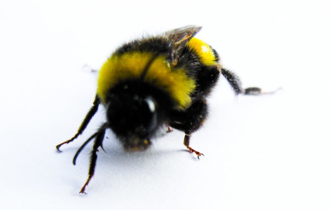 bumblebee