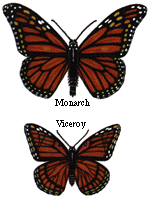 Monarch & Viceroy butterflies