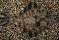 Flounder