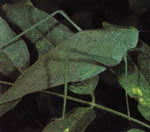 Leaf insect?