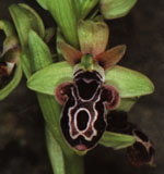 Orchid imitates bee