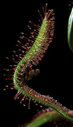 Stick fly trap!