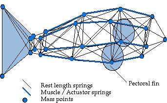 fish model