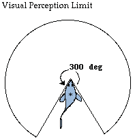 fish visual cone