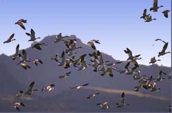 geese flocking