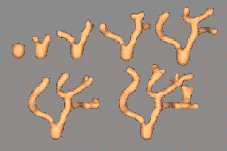 coral