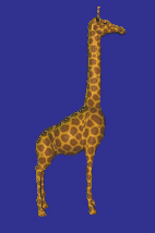 RD giraffe