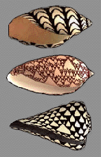 sea shells