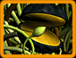 Bloom Image