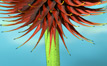 bottle brush