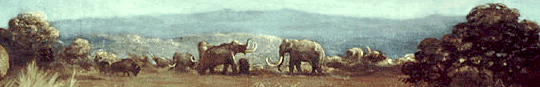 Mammoths